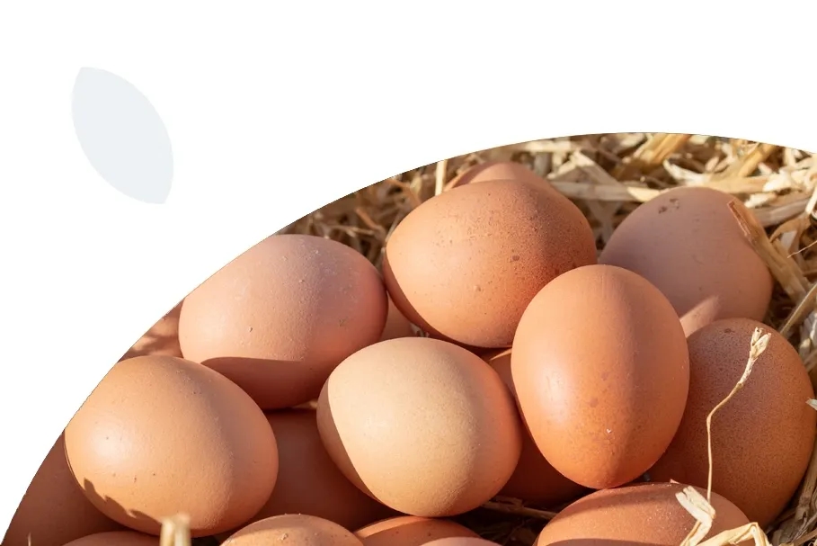 A featured image for this section.